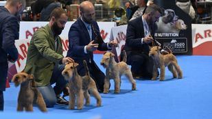 La mayor exposición mundial de perros llega a Ifema