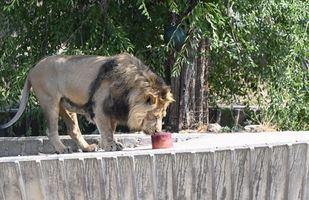 Así combaten el calor los animales del Zoo de Madrid