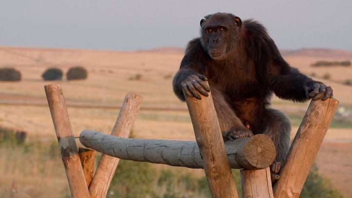 Uno de los chimpancés que vive en el Centro de Rescate de Primates.