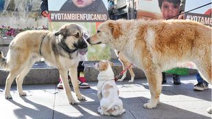 La capital estrenará 39 áreas caninas en zonas verdes