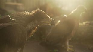 Iberdrola impulsa la reintroducción del águila imperial en Andalucía