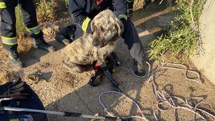 Perro rescatado por los Bomberos