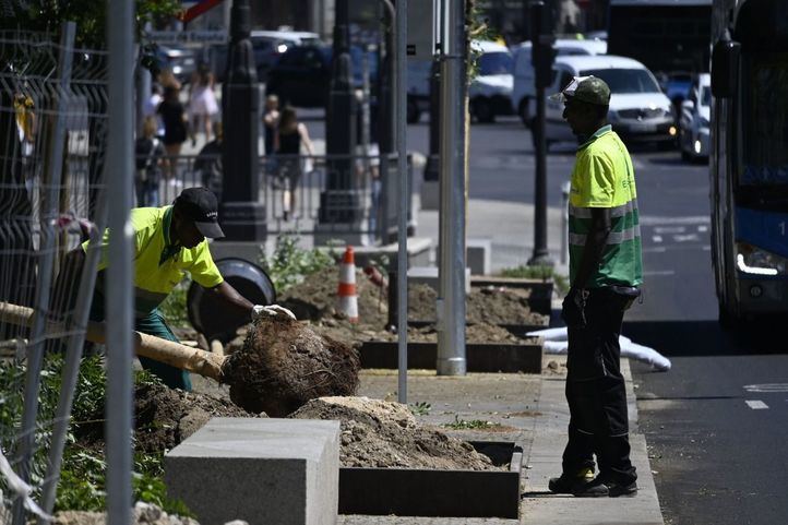 Plantación nuevo arbolado en obras Alcalá - Cibeles
