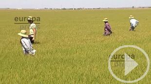 Los efectos de la sequía se hacen notar en el sector agrícola y energético