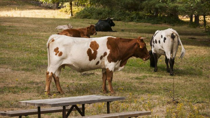 Imagen de archivo de vacas paciendo en un merendero