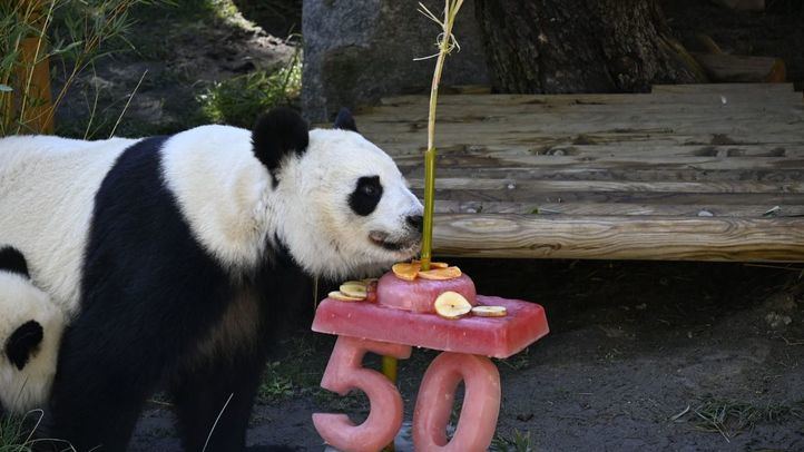 Mes del panda gigante en el zoo