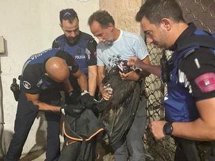 Agentes de la Policía Municipal rescatan a un buitre desorientado en Ciudad Lineal