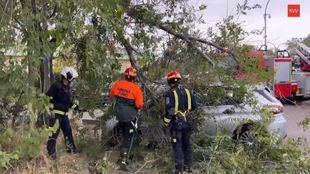 Bomberos de la Comunidad y el Ayuntamiento realizan un centenar de intervenciones por el viento