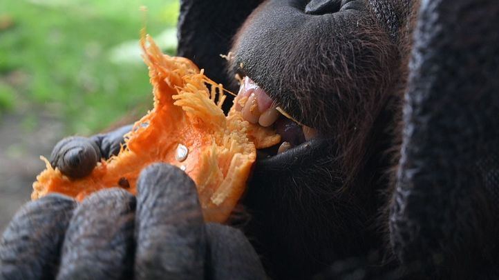Los animales del zoo desayunan calabazas por Halloween