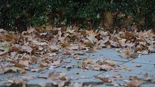 La campaña de recogida de la hoja contará este 2022 con 2.170 operarios