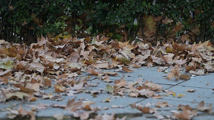 Hojas de árboles en el suelo