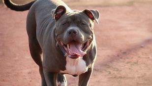 Un policía municipal utiliza su táser contra un pitbull que atacó a otro perro