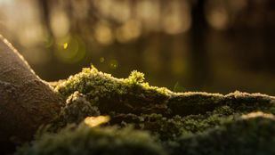 Agentes forestales alertan sobre el uso de especies protegidas como adornos navideños