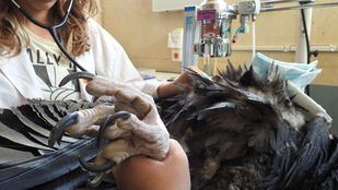 Más Madrid plantea dos nuevos centros de acogida para crías de fauna autóctona