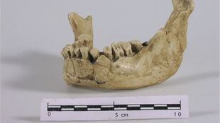 Mandíbula de Banyoles, vestigio más antiguo de nuestra especie