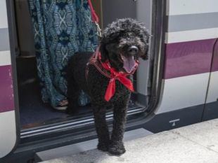 Renfe alarga la prueba piloto para viajar con perros de hasta 40kg