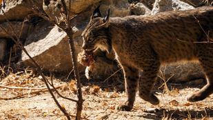 El lince ibérico vuelve a la región