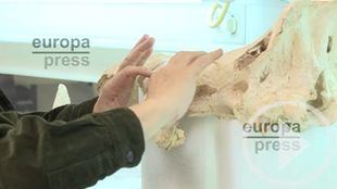 Los neandertales tenían capacidad para atribuir conceptos a los símbolos, según un estudio
