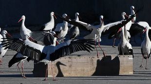 Las cigüeñas vuelven a Alcalá de Henares