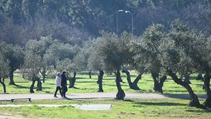 Ayudas de hasta 100 euros por hectárea de olivar