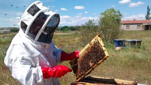 La apicultura madrileña, bajo amenaza: “El panorama es desolador”