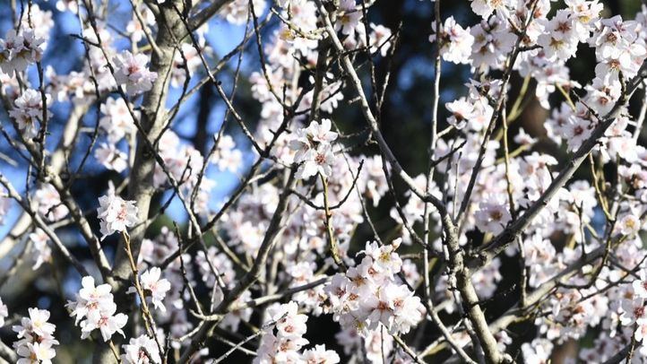 Almendros en flor en la Quinta de los Molinos