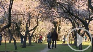 Quinta de los Molinos estalla de color con 1.600 almendros en flor