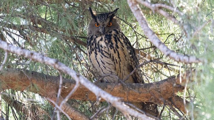 Búho real