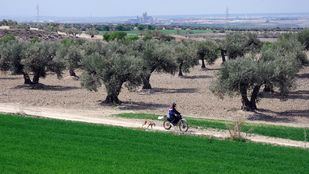 Arrestadas 16 personas por el robo de aceitunas en la comarca de Las Vegas