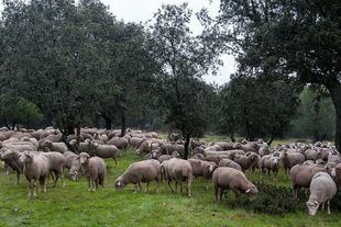 Pastoreo preventivo frente a los incendios forestales en la Comunidad de Madrid