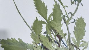 La primavera protagoniza dos exposiciones en el Botánico