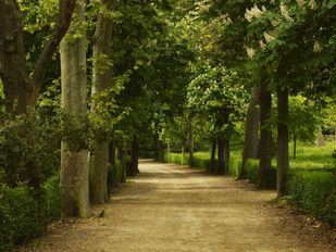 'Los jardines del Buen Retiro: sus árboles', conferencia y visita guiada por el corazón verde de Madrid