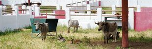 I Feria de Ganaderías de reses bravas en la Venta del Batán