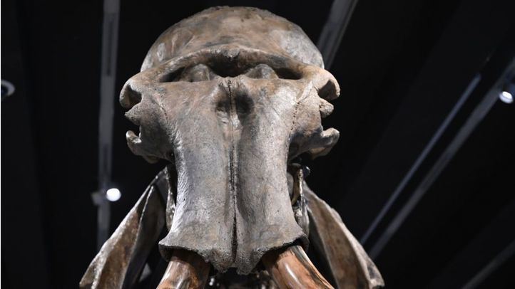 Exposición 'Mamut. El gigante de la Edad de Hielo' en el Caixaforum