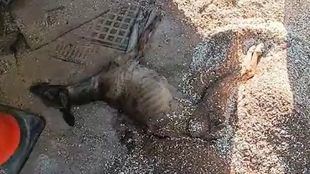 Rescatados cinco perros, dos caballos y una galga moribunda en Campo Real