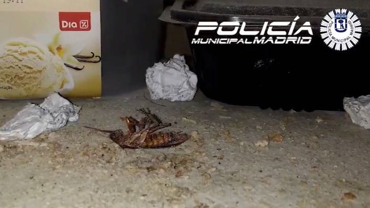 Insecto muerto en el local de kebabs precintado por insalubre.