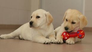 La ONCE busca casa para sus futuros perros guía