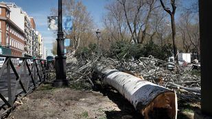 Imagen de archivo de una tala de árboles en el paseo del Prado.