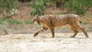 Un ejemplar de lince ibérico