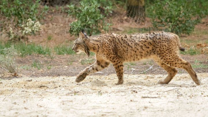 Un ejemplar de lince ibérico