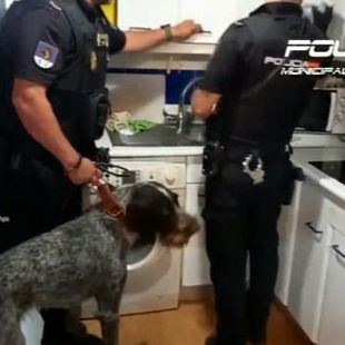 Seis arrestados en la desarticulación de un 'telecoca'