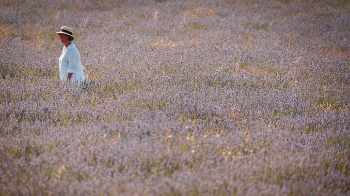 Campos de lavanda