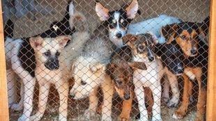 desalojada residencia canina sin autorización en un piso de Ciudad Lineal