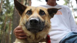 Nawall, el perro que fue rescatado casi degollado, ya tiene nuevo hogar