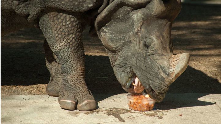 Un rinoceronte come zanahorias en agua helada