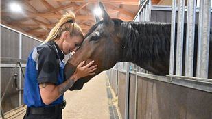 Así entrenan los caballos del Escuadrón de Caballería de Policía Municipal