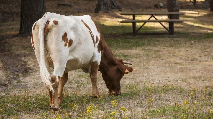 Vaca pastando en un merendero de Cercedilla