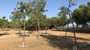 Veranos de la Villa compensará su huella de carbono con la plantación de árboles