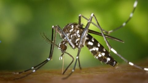 Las altas temperaturas provocan la expansión 'desatada' del mosquito tigre