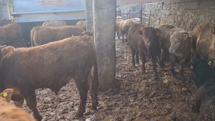 Explotación ganadera en Becerril de la Sierra.